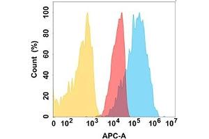 CD112 protein is highly expressed on the surface of Expi293 cell membrane. (PVRL2 antibody)