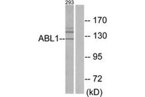 Western Blotting (WB) image for anti-C-Abl Oncogene 1, Non-Receptor tyrosine Kinase (ABL1) (AA 861-910) antibody (ABIN2889373) (ABL1 antibody  (AA 861-910))