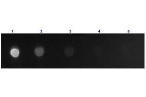 Dot Blot (DB) image for Goat anti-Mouse IgG (Fc Region) antibody (FITC) - Preadsorbed (ABIN965164)