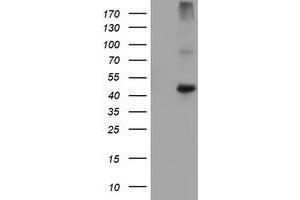 Image no. 1 for anti-Carboxypeptidase A1 (Pancreatic) (CPA1) antibody (ABIN1497592) (CPA1 antibody)