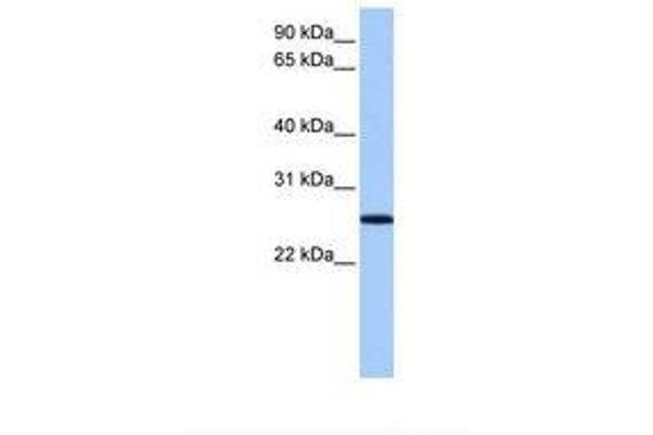 FBXO36 antibody  (AA 32-81)