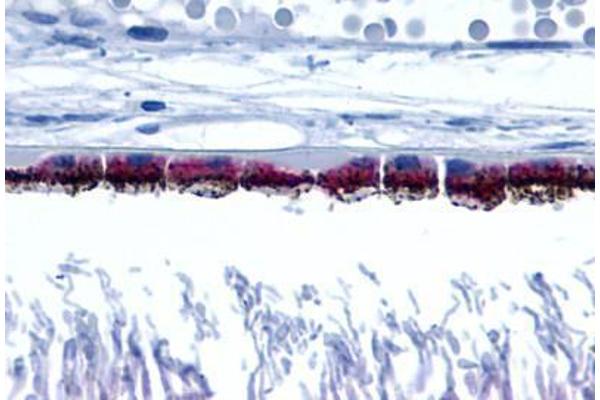 Peropsin antibody  (Cytoplasmic Domain)