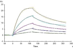 Surface Plasmon Resonance (SPR) image for neonatal Fc Receptor (FcRn) (AA 22-297) protein (His tag) (ABIN7274677)