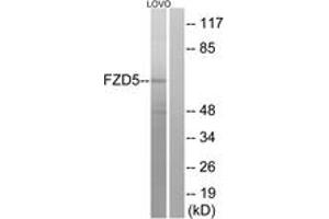 Western blot analysis of extracts from LOVO cells, using FZD5 Antibody. (FZD5 antibody  (AA 461-510))