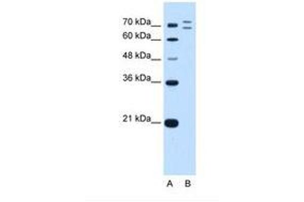 RNF168 antibody  (AA 401-450)