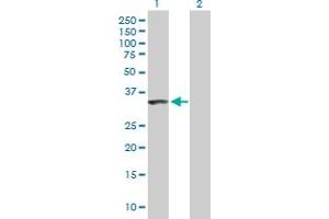 Western Blot analysis of NIP30 expression in transfected 293T cell line by NIP30 MaxPab polyclonal antibody. (FAM192A antibody  (AA 1-254))