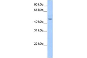 Western Blotting (WB) image for anti-DKFZp779O175 antibody (ABIN2463335) (DKFZp779O175 antibody)