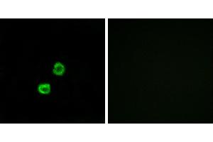 Peptide - +Immunofluorescence analysis of MCF-7 cells, using GCNT7 antibody. (GCNT7 antibody)