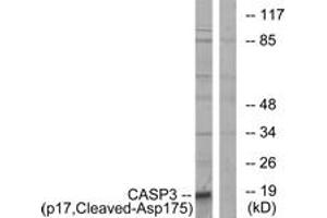 Western Blotting (WB) image for anti-Caspase 3 (CASP3) (AA 126-175), (Cleaved-Asp175) antibody (ABIN2891172) (Caspase 3 antibody  (Cleaved-Asp175))