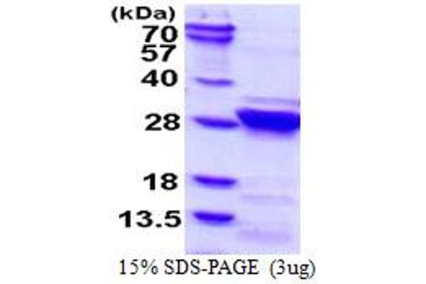 RGS4 Protein (AA 1-205) (His tag)