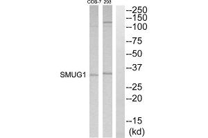 Western blot analysis of extracts from 293 and COS7 cells, using SMUG1 antibody. (SMUG1 antibody  (Internal Region))