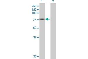 Western Blotting (WB) image for HAL 293T Cell Transient Overexpression Lysate(Denatured) (ABIN1332084)