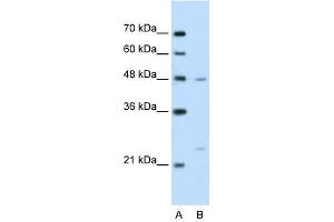 BSDC1 antibody used at 2. (BSDC1 antibody  (N-Term))