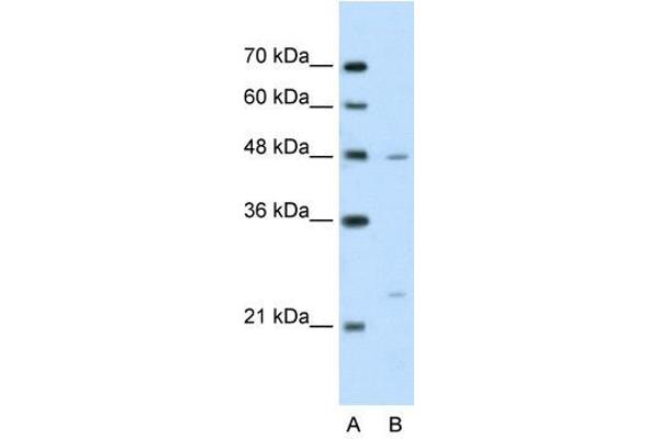 BSDC1 antibody  (N-Term)