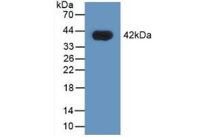 Western blot analysis of recombinant Human HNRPA1. (HNRNPA1 antibody  (AA 2-372))