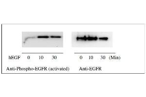 Western Blotting (WB) image for Epidermal Growth Factor Receptor (EGFR) ELISA Kit (ABIN1981829)