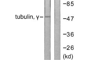 Western blot analysis of extracts from mouse brain cells, using Tubulin gamma antibody. (TUBG1 antibody  (C-Term))