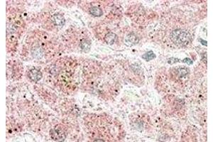 Immunohistochemistry (IHC) image for anti-Apolipoprotein F (APOF) (C-Term) antibody (ABIN2466653) (Apolipoprotein F antibody  (C-Term))