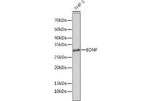 Western blot analysis of extracts of THP-1 cells, using BDNF Rabbit mAb (ABIN7265916) at 1:1000 dilution. (BDNF antibody)