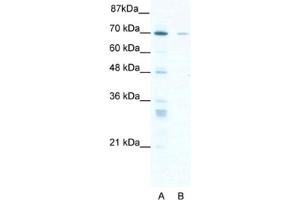 Western Blotting (WB) image for anti-Zinc Finger Protein 37A (ZNF37A) antibody (ABIN2460741) (ZNF37A antibody)