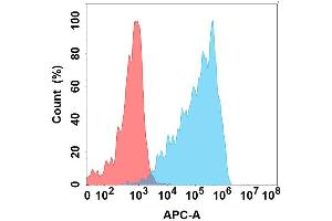 Flow cytometry analysis with Anti-CD160 on Expi293 cells transfected with human CD160 (Blue histogram) or Expi293 transfected with irrelevant protein (Red histogram). (CD160 antibody)