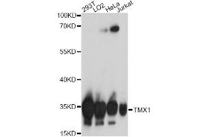 Western blot analysis of extracts of various cell lines, using TMX1 antibody. (TMX1 antibody)