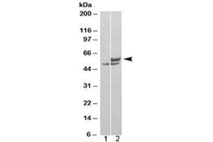 Western blot of HEK293 lysate overexpressing human NONO probed with NONO antibody (mock transfection in lane 1). (NONO antibody)