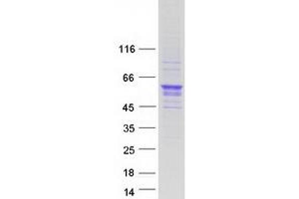 OLFML3 Protein (Myc-DYKDDDDK Tag)