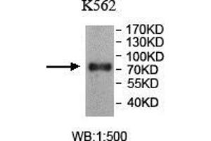 Western blot analysis of K562 lysate, using TTC25 antibody. (TTC25 antibody  (AA 47-236))