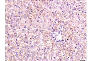 paraformaldehyde-fixed, paraffin embedded mouse liver tissue; Antigen retrieval by boiling in sodium citrate buffer(pH6) for 15min; Block endogenous peroxidase by 3% hydrogen peroxide for 30 minutes; Blocking buffer (normal goat serum) at 37°C for 20min; Antibody incubation with Rabbit Anti-Apolipoprotein A V Polyclonal Antibody, Unconjugated  at 1:200 overnight at 4°C, followed by a conjugated secondary and DAB staining (APOA5 antibody)