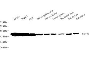 Western blot analysis of CD196 (ABIN7073457) at dilution of 1: 1000 (CCR6 antibody)