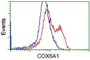 Image no. 1 for anti-Cytochrome C Oxidase Subunit VIa Polypeptide 1 (COX6A1) antibody (ABIN1497584) (COX6A1 antibody)