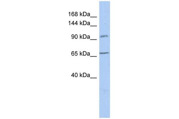 COG5 antibody  (N-Term)