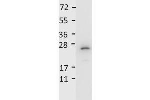 Detection of recombinant IL27/p28 protein by  anti-Mouse IL-27/p28 antibody. (IL-27 antibody)