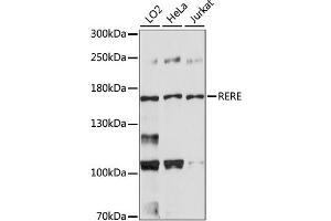 Western blot analysis of extracts of various cell lines, using RERE antibody (ABIN6291795). (RERE antibody)