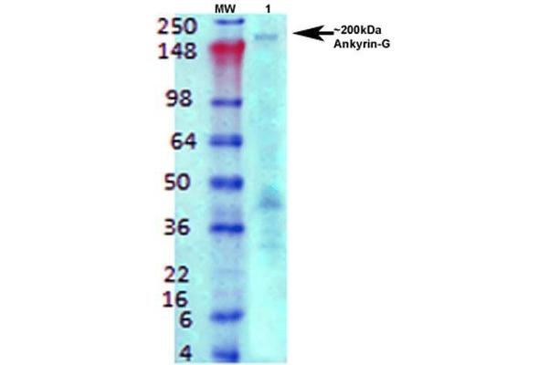 Ankyrin G antibody  (C-Term) (PE)