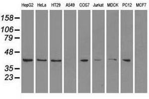 Image no. 2 for anti-Mitogen-Activated Protein Kinase 1 (MAPK1) antibody (ABIN1499288) (ERK2 antibody)