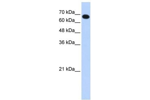 CCDC38 antibody  (N-Term)