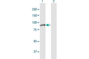 Western Blot analysis of MLPH expression in transfected 293T cell line by MLPH MaxPab polyclonal antibody. (Melanophilin antibody  (AA 1-600))