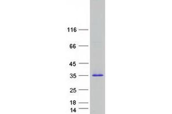 Proteoglycan 3 Protein (PRG3) (Myc-DYKDDDDK Tag)