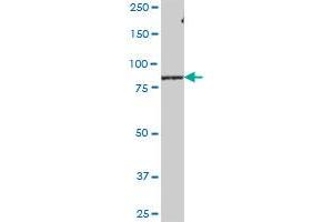 LRSAM1 MaxPab polyclonal antibody. (LRSAM1 antibody  (AA 1-723))