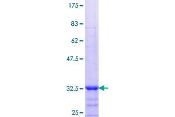 ANTXR2 Protein (AA 241-310) (GST tag)