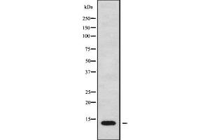 Western blot analysis MT-ND4L using MCF7 whole cell lysates. (MT-ND4L antibody)