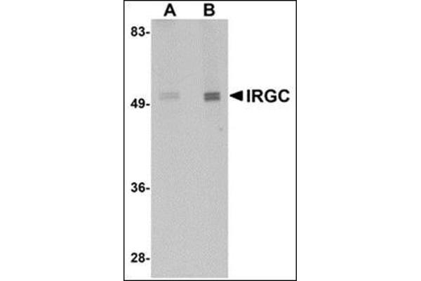 IRGC antibody  (C-Term)