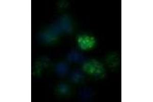 Immunofluorescence (IF) image for anti-Nuclear Receptor Subfamily 4, Group A, Member 1 (NR4A1) antibody (ABIN2666405) (NR4A1 antibody)
