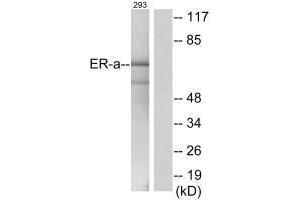 Western blot analysis of extracts from 293cells, using Estrogen Receptor-α (Ab-537) antibody. (Estrogen Receptor alpha antibody  (Tyr537))