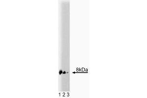 Western blot analysis of S100B on a mouse cerebellum lysate (left). (S100B antibody  (AA 1-92))