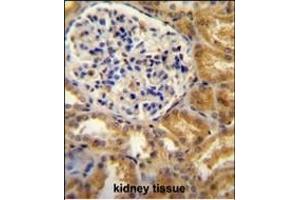 PEAR1 antibody (C-term) (ABIN654292 and ABIN2844087) immunohistochemistry analysis in formalin fixed and paraffin embedded human kidney tissue followed by peroxidase conjugation of the secondary antibody and DAB staining. (PEAR1 antibody  (C-Term))