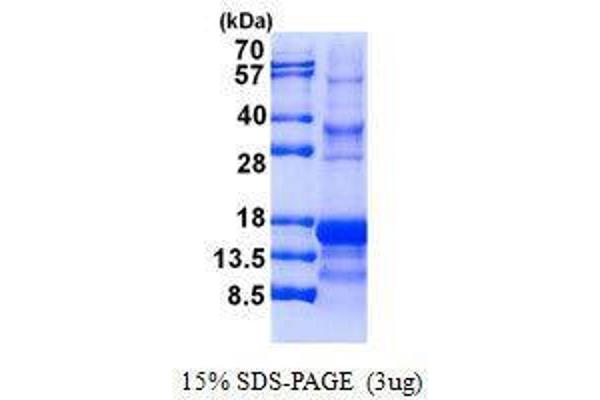 Inhibin alpha Protein