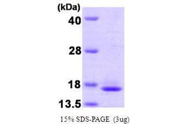 TCEB2 Protein (AA 1-118)